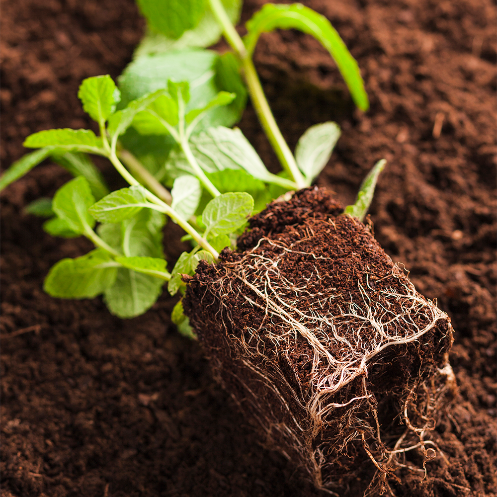 Fertilizante Adubo Eko's Para Crescimento De Raízes - 250ml